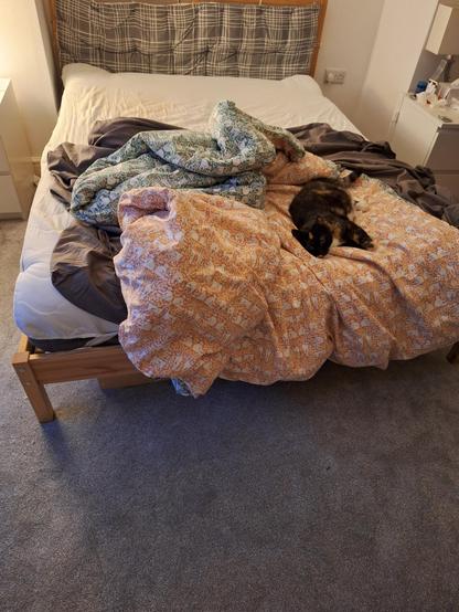 Calico cat snoozing on a partially unmade bed
