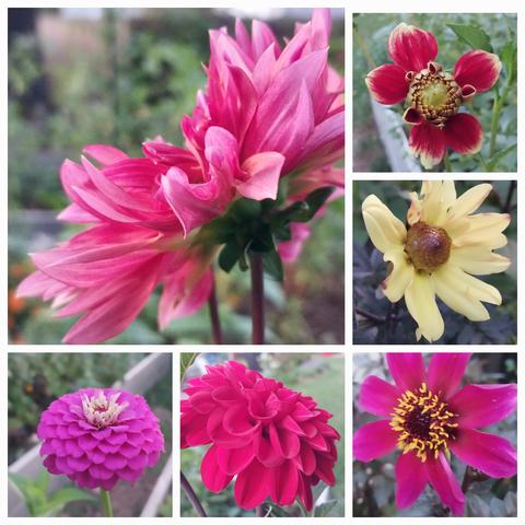 Collage of 6 blossoms close up
From top left
- large, loose petaled pink dahlia
- Joubert in reddish pink w yellow just opening
- single petal pale yellow with dark foulage
- single petal hot pink (focus is blurry)
- mystery dahlia in dark red / pinkish in image
- hot pink multi petaled zinnia