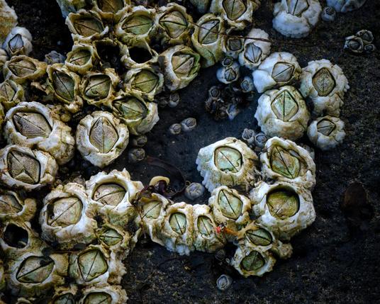 A closeup picture of barnacles