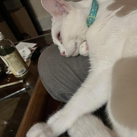 a white cat rests on my seated leg, her paw under her chin, her other paw extended across to my other leg