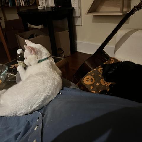 on a human's leg on a a couch sits a white cat, a black cat sleeping nearby on the couch