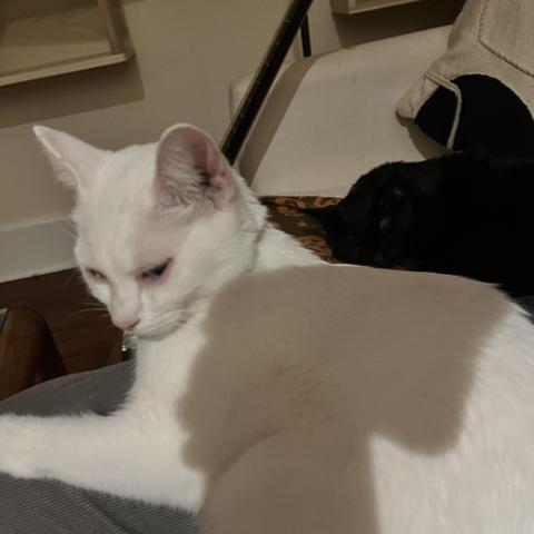 a white cat on a human's lap looks slyly at the camera; a black cat sleeping nearby on the couch