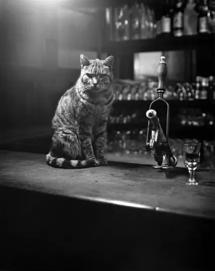 A weatherbeaten and distinguished cat in Mulligan’s, the famous bar in Dublin. The cat sits on the counter next to a tap. Black and white, high-contrast.