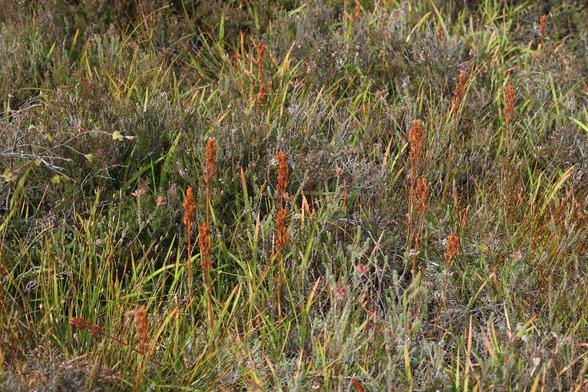 Close up of ground vegetation, grasses and heather which has finished flowering, with the bronze coloured dead flower stalks of bog asphodel.