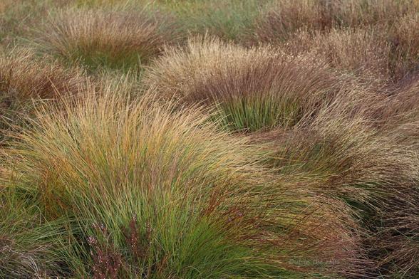 Close up of several tufts of deer grass, the stalks are green giving way to yellow then bronze.