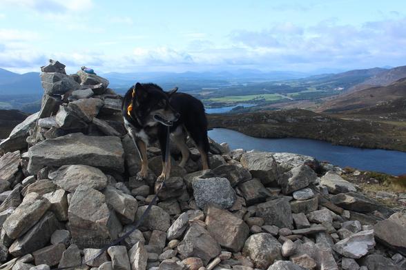 Moray the dog stood next to a small stone cairn. In the background are a couple of lochans in a valley with fields and darker areas of forest.