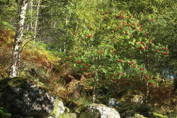 A couple of moss and lichen covered boulders at the front, with  a rowan tree behind with lots of red berries. The ground slopes up to the left, covered in bracken which is turning brown, and trunks of birch trees are visible.