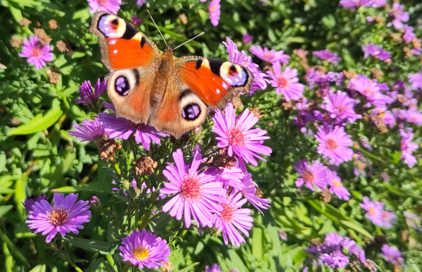 A peacock butterfly on pink asters. Tagpfauenauge auf pinken Astern. Taken in my garden.