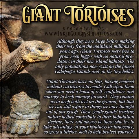 An adult giant tortoise peers from the left side of the image. It's in shades of brown, yellow, and grey, and looks wizened from its many years. The text outlines some trivia about giant tortoises, their symbolism, and ways you can use their energy in your magickal practice. Presented by Inked Goddess Creations.