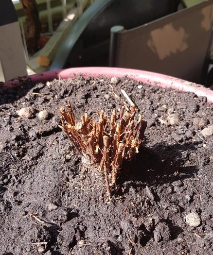 Kurz geschnittener Fingerstrauch im Sonnenlicht. 