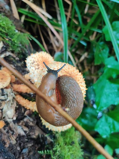 A large brown slug rests on a bright orange mushroom, viewed from above.