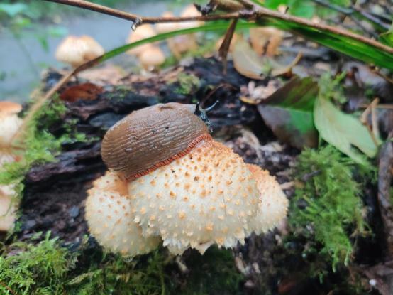 A side angle of a bright orange mushroom, supporting a large brown slug.