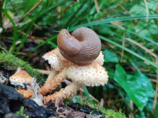 A brown slug, curled and balanced like a curl of whip cream atop a trio of orange mushrooms.