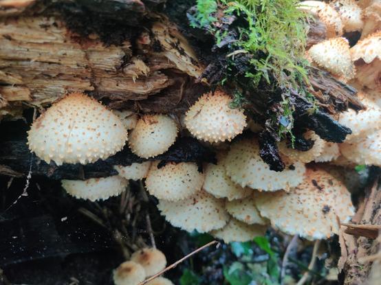 A number of pale orange mushrooms growing on a log.