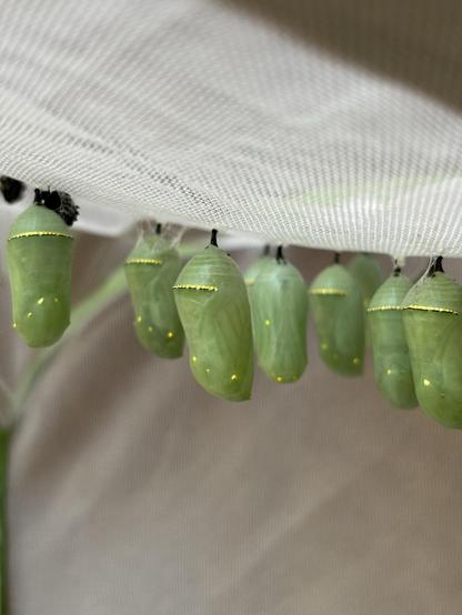 Green and gold monarch chrysalises hanging from the top of a net