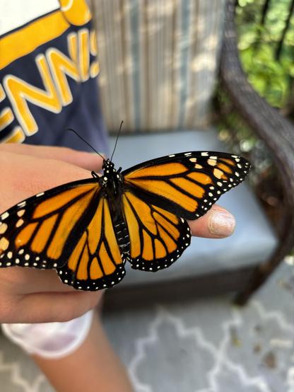 The final monarch butterfly released from our raised batches. Seeing perched on the finger of my daughter with wings spread before flying away.