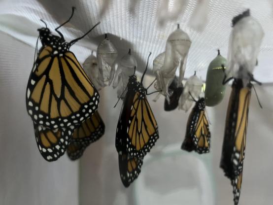 Several monarch butterflies after emerging from their chrysalises hanging from the top of the net