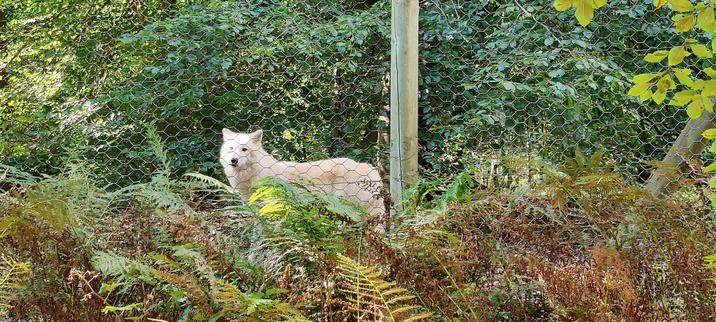 Wolf im Gehege
