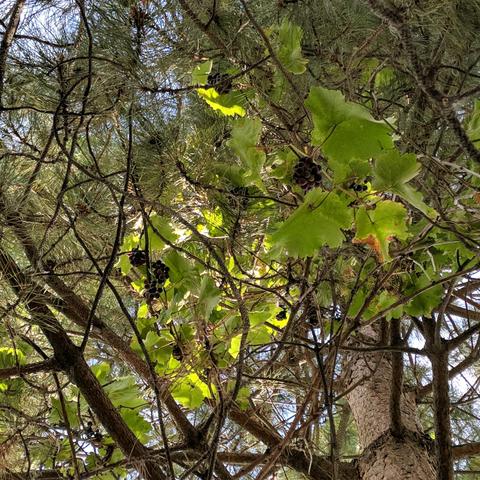 A photo looking straight up into a pine tree. There is a grape vine with clusters of red/purple grapes high up in the tree. The closest grapes are about 20 feet or six thousand millimeters above the ground! The sun shines through the branches of the tree and is hitting some of the grape leaves that are light green in color.