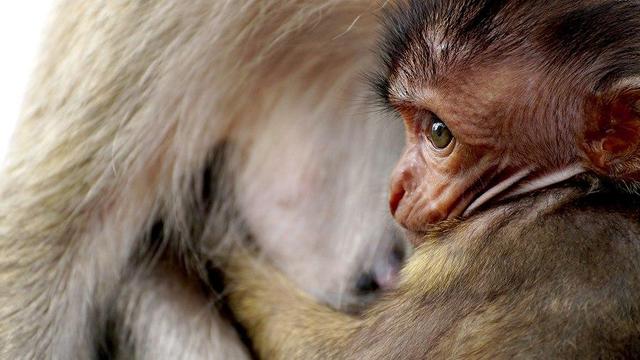 Baby baboon holding on to adult.
