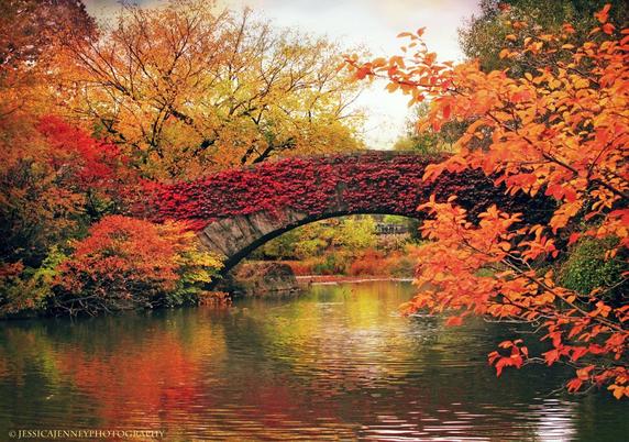 The picturesque and iconic Gapstow Bridge in Central Park, NY is covered in vibrant red foliage and spans a tranquil river surrounded by colorful autumn trees. The scene reflects the intense hues of fall, creating a serene and enchanting atmosphere.