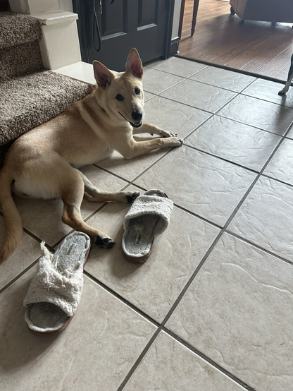 dog at scene of her crime and her soft soled victims 