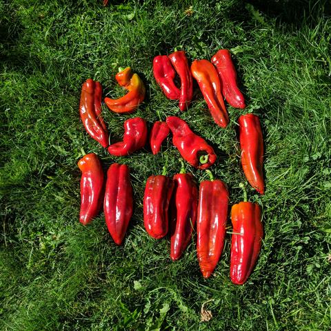 16 Red Marconi sweet peppers after being picked. They are mostly red but some have a little bit of sunburn or bug damage that makes them a little yellowish. They are a long pepper and sometimes folded in on themselves or curled.