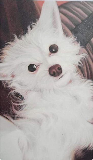 a painting of a small white dog, laying on a sofa, a pillow and remote control behind its head, it is looking at the viewer with a very alert expression, the dog is really cute 