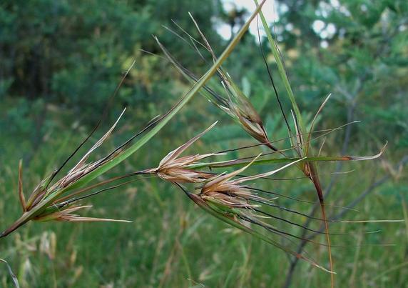 Themeda trianga aka Kangaroo grass 