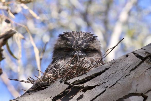 Tawny frogmouth 