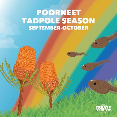 Poorneeet 
Tadpole Season 
September-October 

Image tadpoles in water and banksia tree flowering on land 