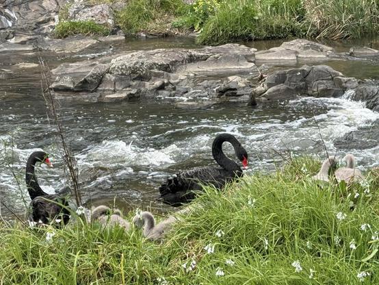 Two Black swans and five “cygnets” on rocks and grass at flowing over rocks Creek edge 
