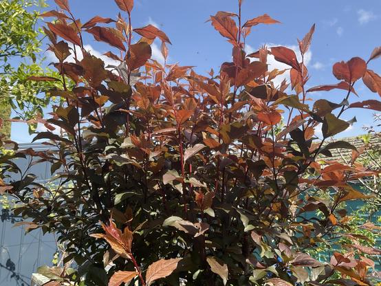 New dark red leaf growth on plum tree 
Bright blue sky above 
