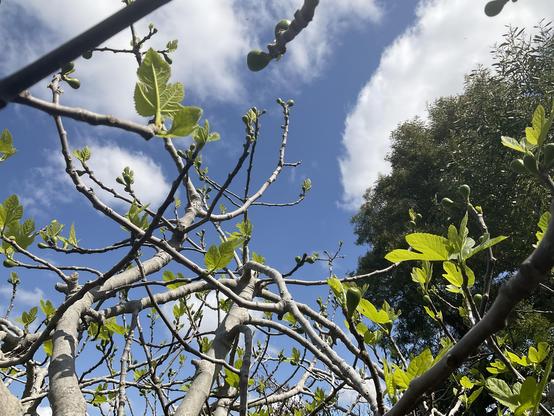 Silvery Fig tree branches, new green leaves and green buds of fruit beginning looking up in to white clouds in bright blue sky 