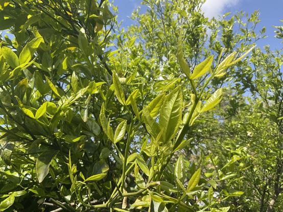 New bright green leaves growth on grapefruit tree
Looking up through green branches to bright blue sky