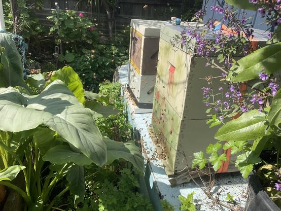 Foreground purple flowers and green leaves of native river mint 
Two bee hives with many bees coming and going in sunshine.