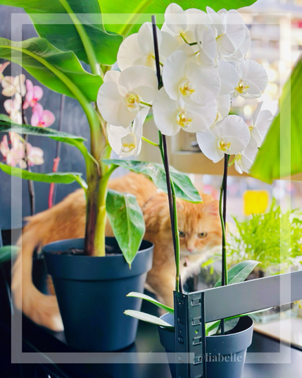 Enjoying the last week of summer with Sintra the Cat