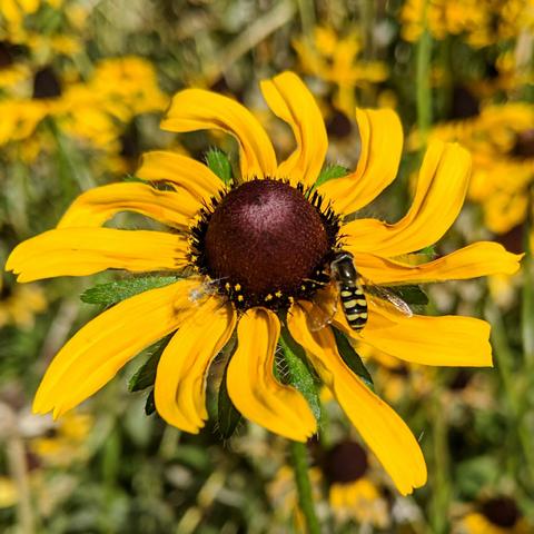 A small hoverfly on a rudbeckia hirta that has curved yellow petals. The petals curve to the left as seen from above. The center of the flower is brown and raised. There are tiny florets on the edge of the center near the petals.