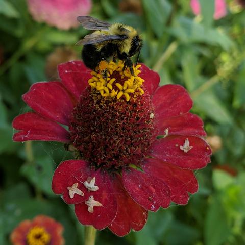 A female bumblebee on a red zinnia flower. The bee has pollen on it's hind leg so it is a worker or a queen. It is on top of the small yellow florets at the tip of the zinnia. The zinnia petals have some silver birch seeds or husks on them.