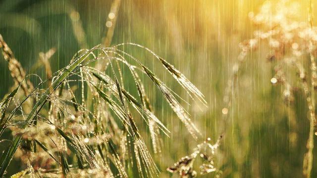 Grass in the rain.