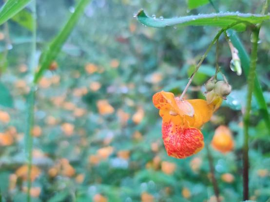 A small yellow and red flower (Jewelweed, thanks Greg!) blooms, with more in the background out of focus. All covered in light raindrops.