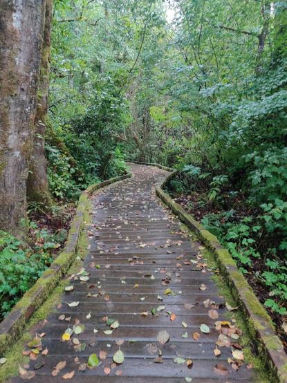 A mossy board walk extends through the forest, covered in leaves and leading toward adventures.