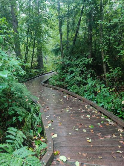A curving wet board walk pivots between maple trees, cedar, and lots of ferns, winding off ahead.