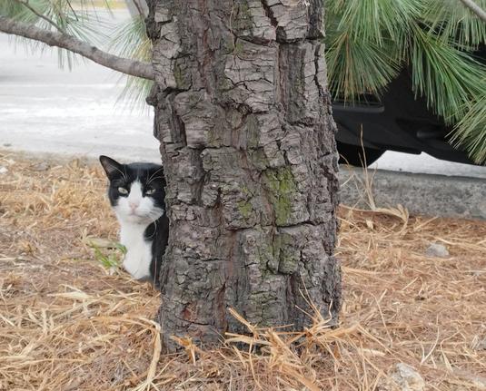 Un gato negro con blanco asomándose detrás de un tronco de pino.

Así como el meme de Juan Gabriel detrás de una palmera 🌴
