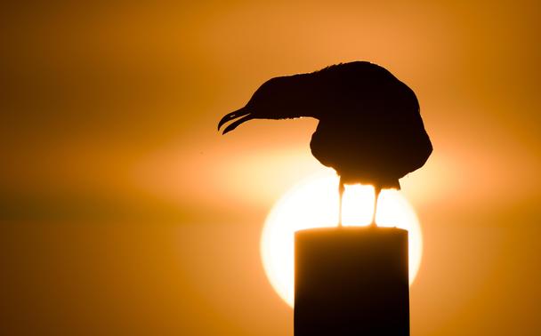A segull perched on a post, silhouetted agains the bright orange setting sun. Beak slightly open.
