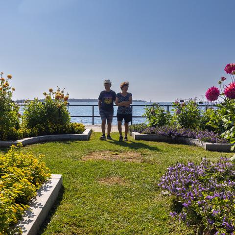 Color photo of a distant, somewhat silhouetted  elderly couple walking towards the camera through a path in a public garden planted with dahlias. In the distant background is a railing on a sea wall, the water of a harbor, and a spit of land on the horizon. Blue sky resides above.