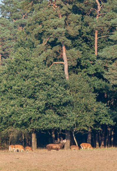 #rotwild #brunftzeit #reddeer #reddeerrut #ruttingseason #wild #wildlife #justwilderness #wildtier #tierfotografie #wildesdeutschland #deer  #animal #animals #nature #tier