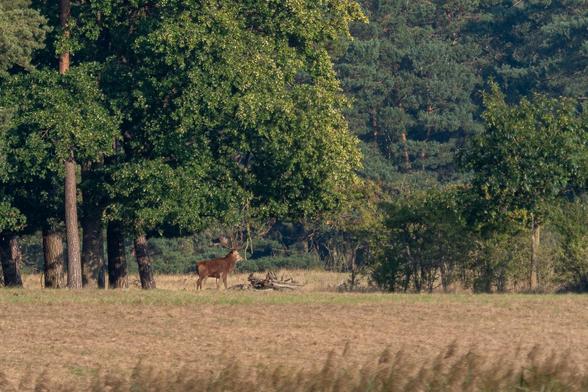 #rotwild #brunftzeit #reddeer #reddeerrut #ruttingseason #wild #wildlife #justwilderness #wildtier #tierfotografie #wildesdeutschland #deer  #animal #animals #nature #tier