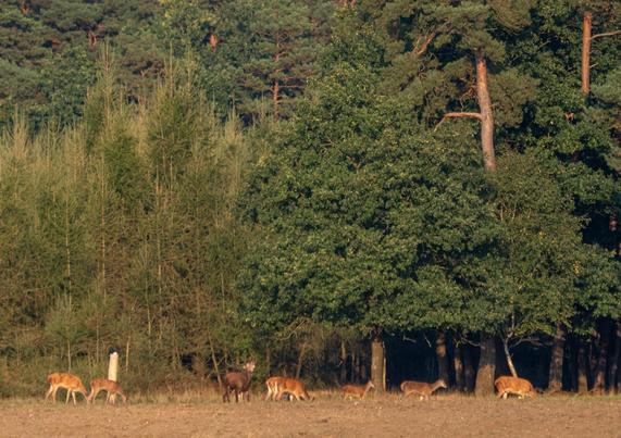 #rotwild #brunftzeit #reddeer #reddeerrut #ruttingseason #wild #wildlife #justwilderness #wildtier #tierfotografie #wildesdeutschland #deer  #animal #animals #nature #tier