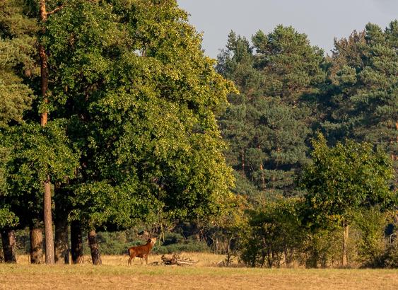#rotwild #brunftzeit #reddeer #reddeerrut #ruttingseason #wild #wildlife #justwilderness #wildtier #tierfotografie #wildesdeutschland #deer  #animal #animals #nature #tier